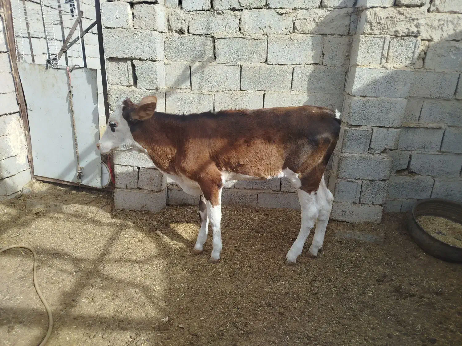 گوساله|حیوانات مزرعه|زهک, |دیوار