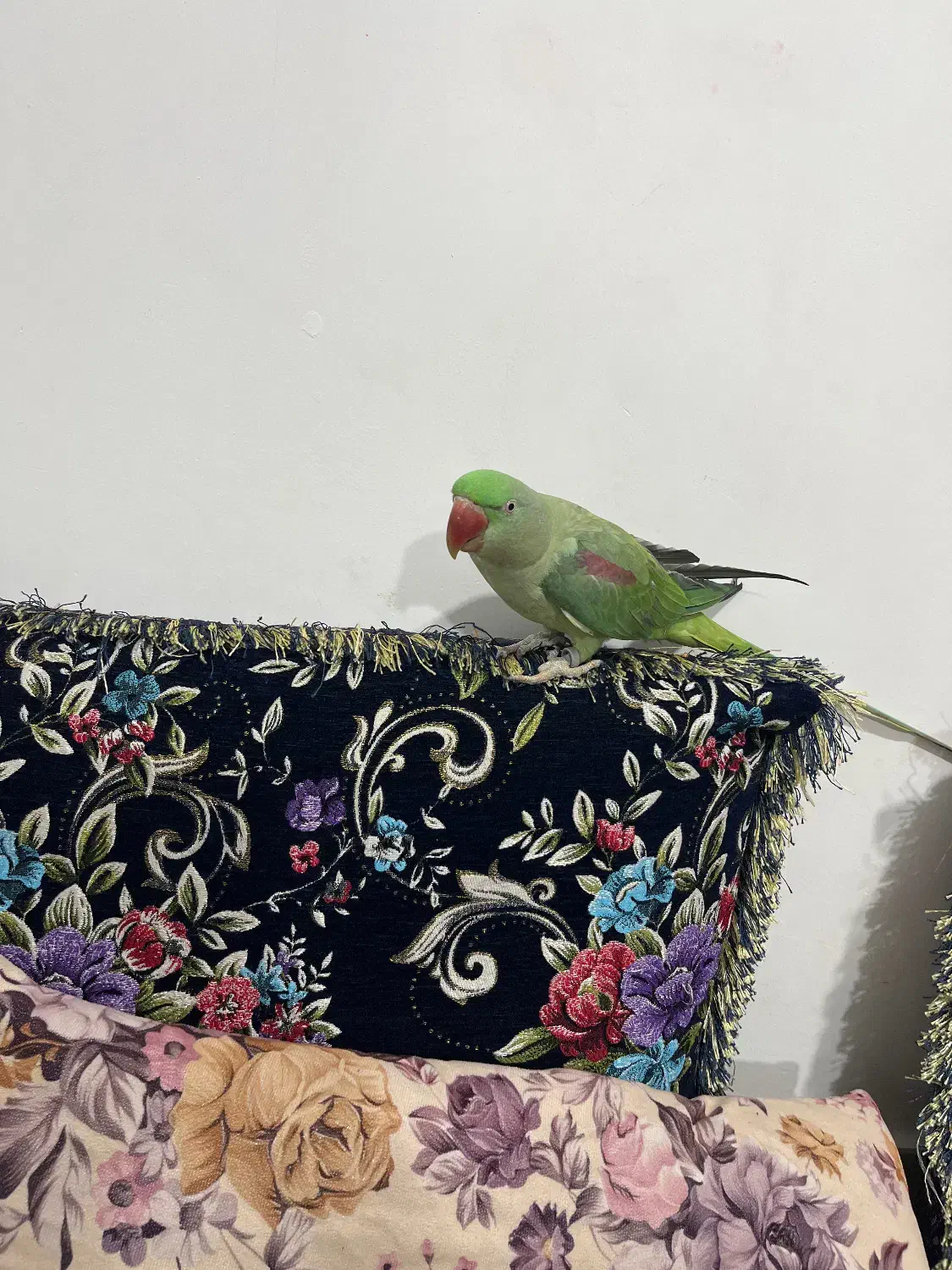 شاه طوطی ماده|پرنده|بندرعباس, |دیوار