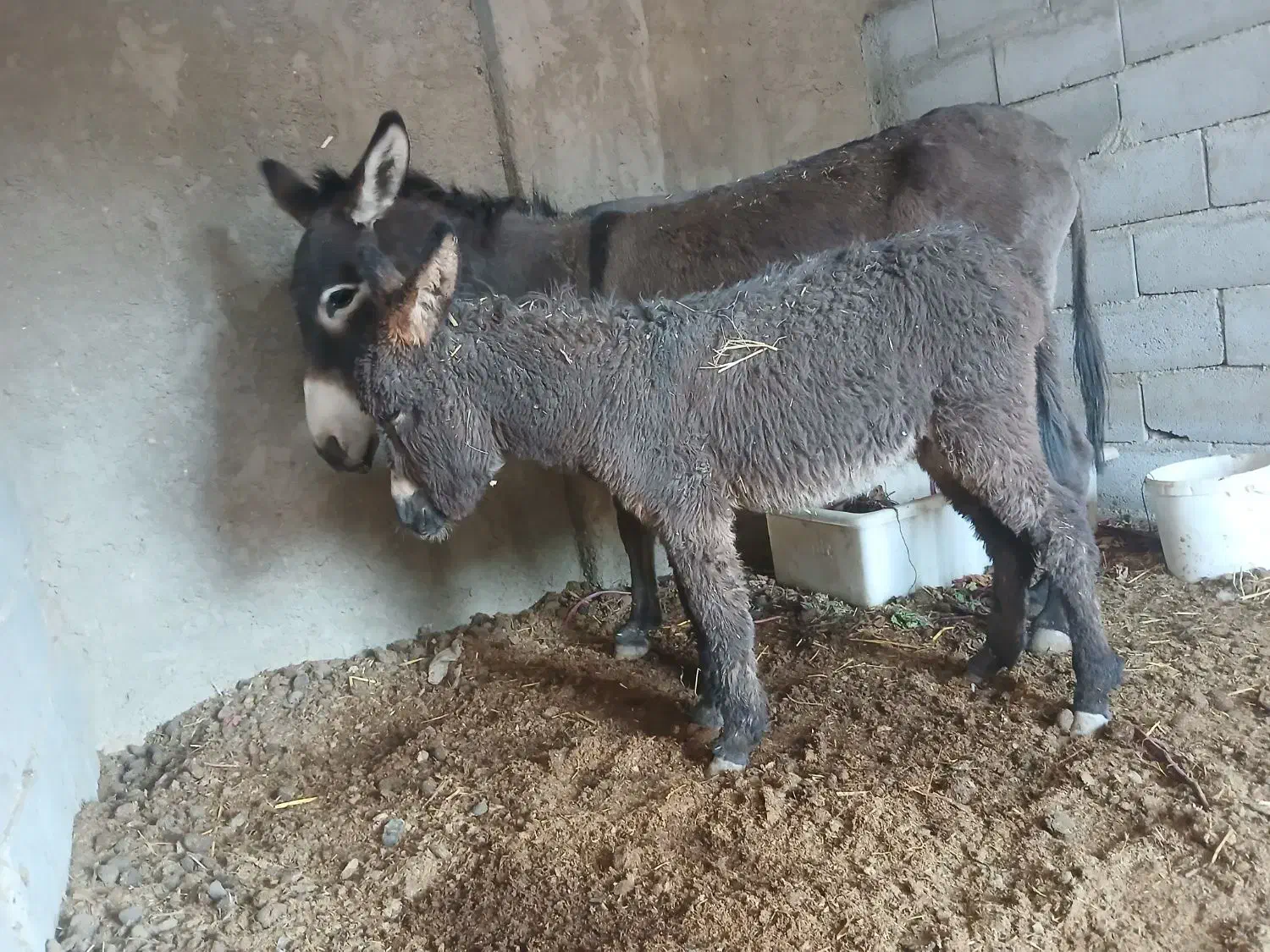 خر و کره|حیوانات مزرعه|اصفهان, ارداجی|دیوار