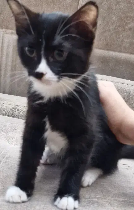 گربه واگذاری|گربه|اصفهان, بهارستان|دیوار