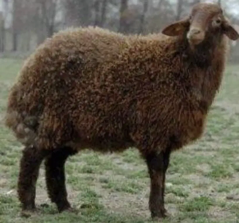 میش|حیوانات مزرعه|بم, |دیوار