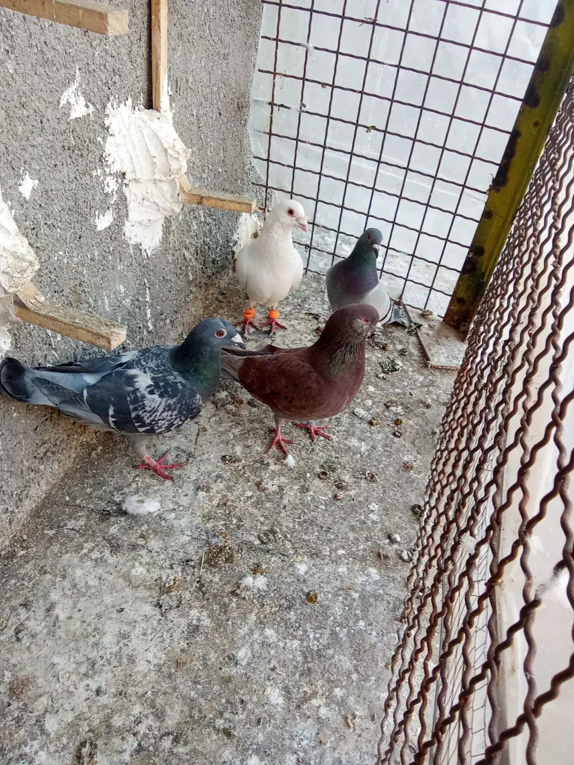 صید|پرنده|مشهد, چهاربرج|دیوار