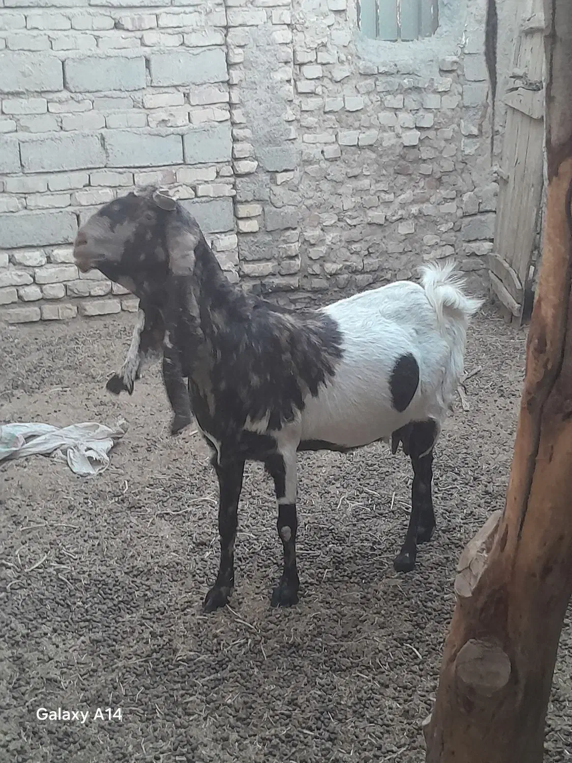 س چندعدد بز فروشی|حیوانات مزرعه|زابل, |دیوار