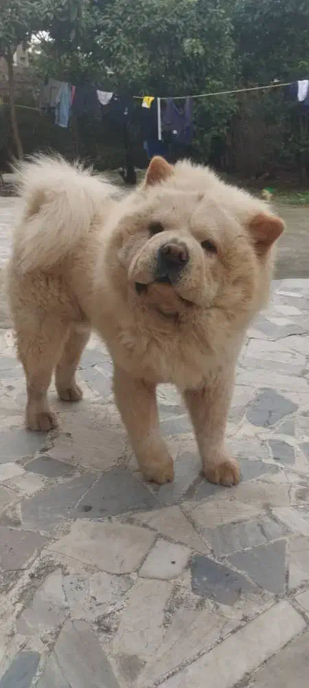 سگ چاو چاو نر|سگ|رشت, پیرسرا|دیوار