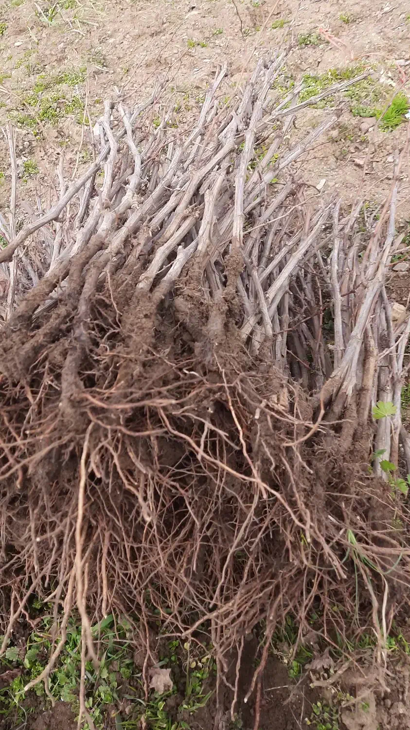 نهال انگور شرابی سردشت|گل و گیاه طبیعی|شیراز, جمال آباد|دیوار