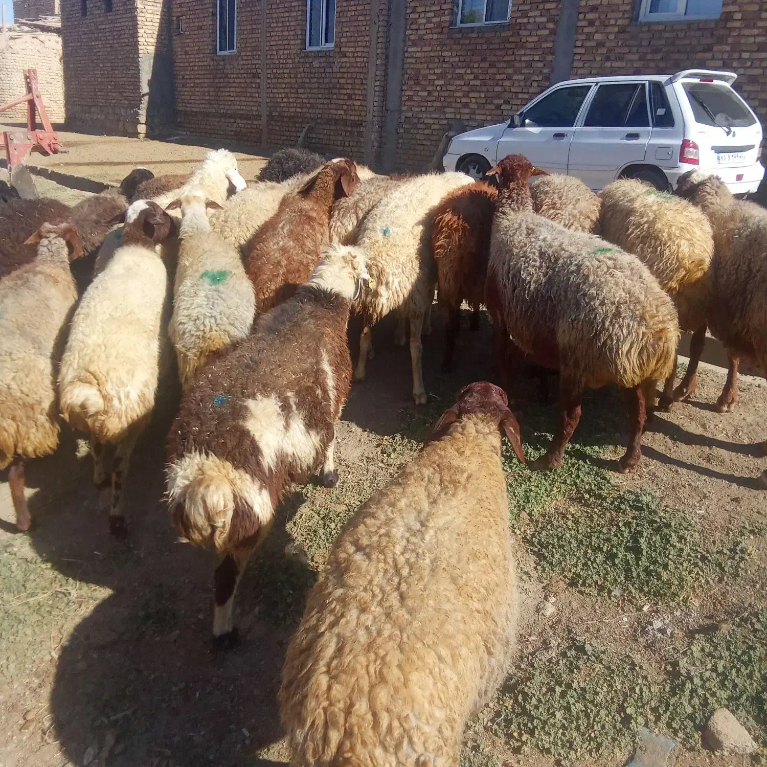 میش داشتی ابستن|حیوانات مزرعه|باوله, |دیوار