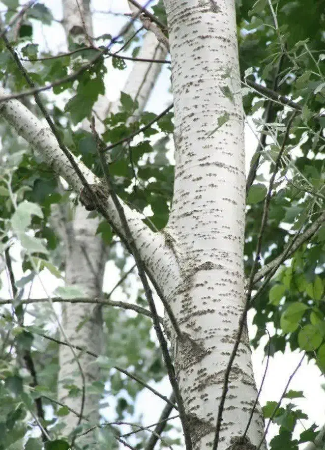 توزیع نهال کبوده دومتری اصلاح شده مقاوم|خدمات باغبانی و درختکاری|دوگنبدان, |دیوار