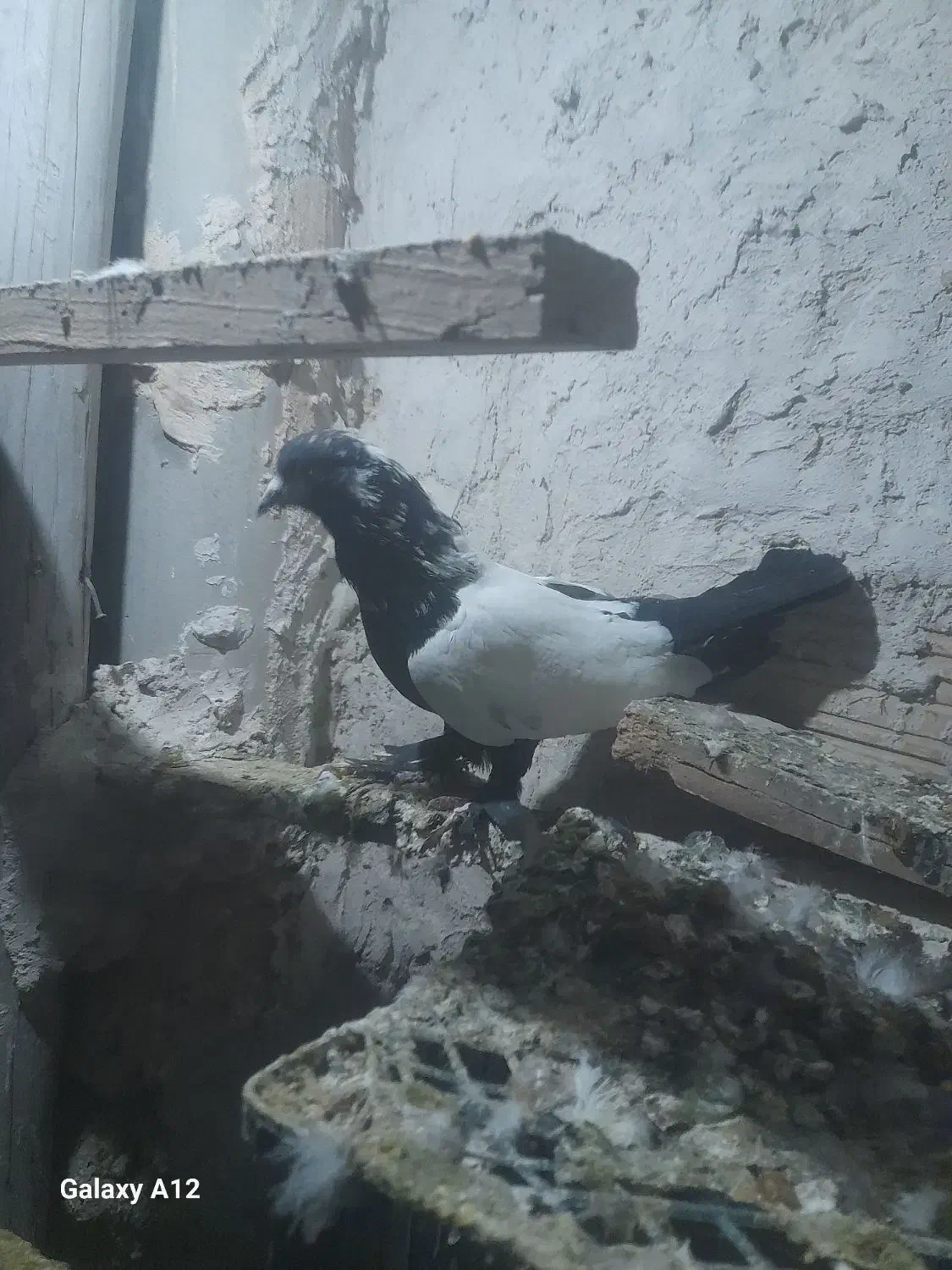 کفتر|پرنده|تبریز, |دیوار