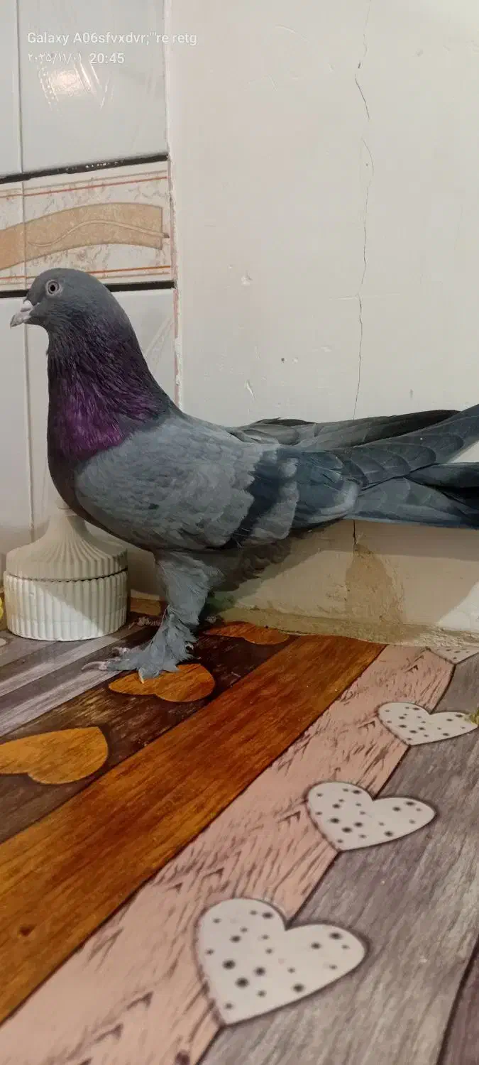 کبوتر نر اهنی فروشی|پرنده|کیار, |دیوار