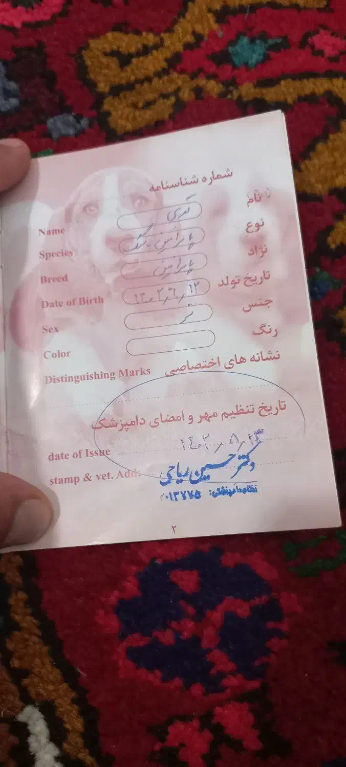 سگ پامر روباهی|سگ|اهر, |دیوار