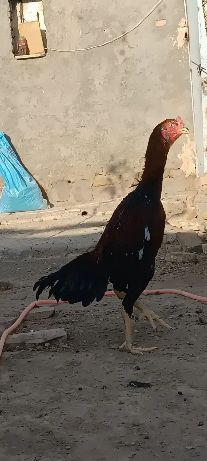 جوجه لاری|حیوانات مزرعه|تربت‌حیدریه, طالقانی|دیوار