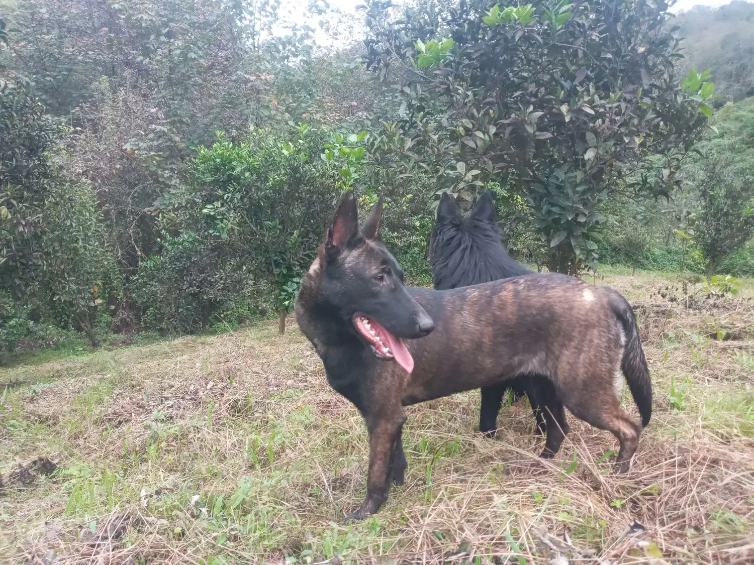 مالی نویز|سگ|املش, |دیوار