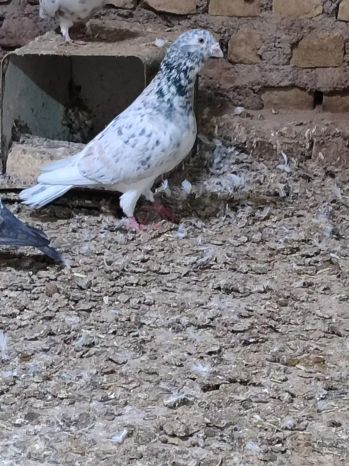 هفرنگ|پرنده|سبزوار, کهنه آب|دیوار