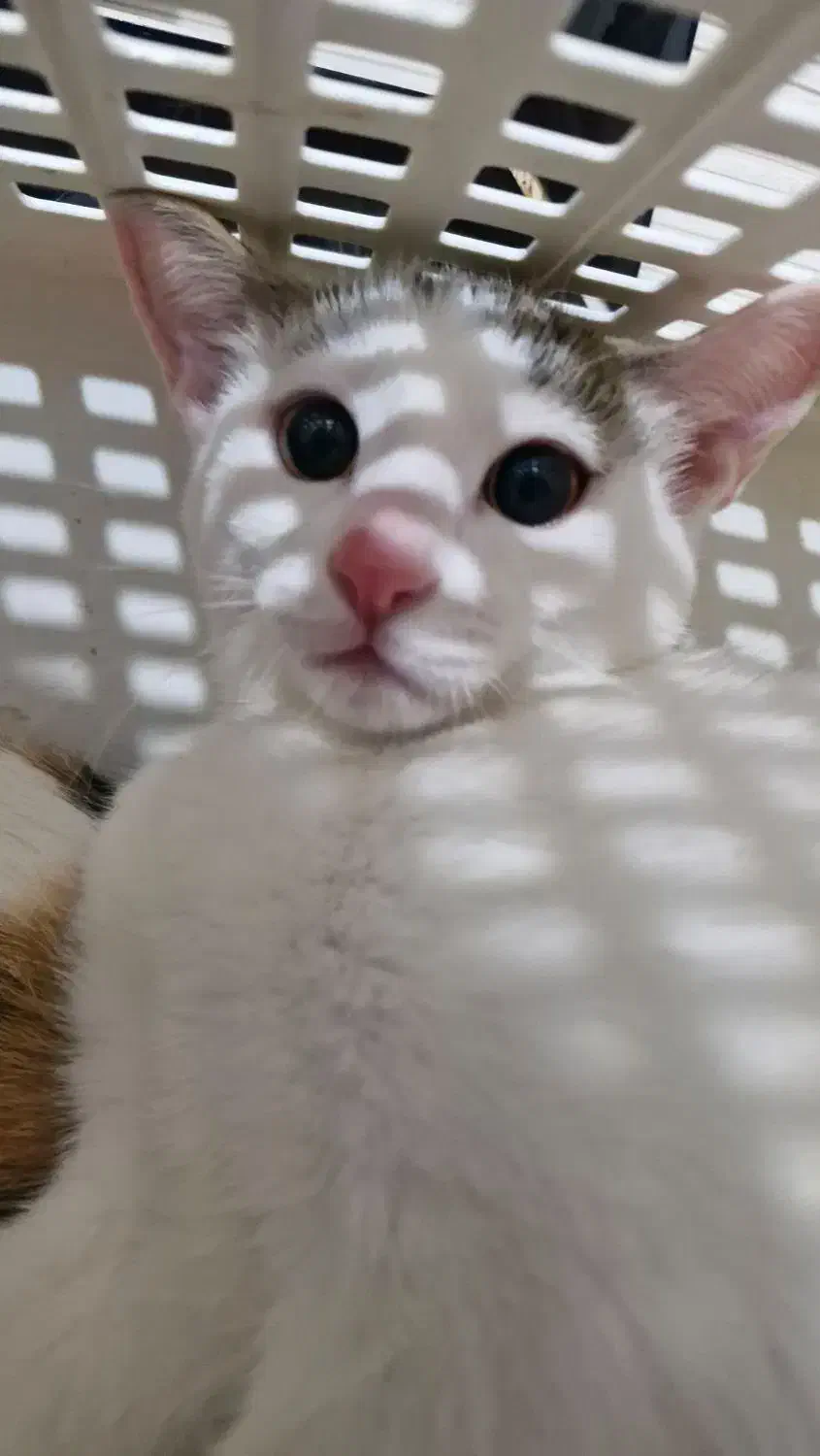 واگذاری گربه رایگان|گربه|سمنان, |دیوار