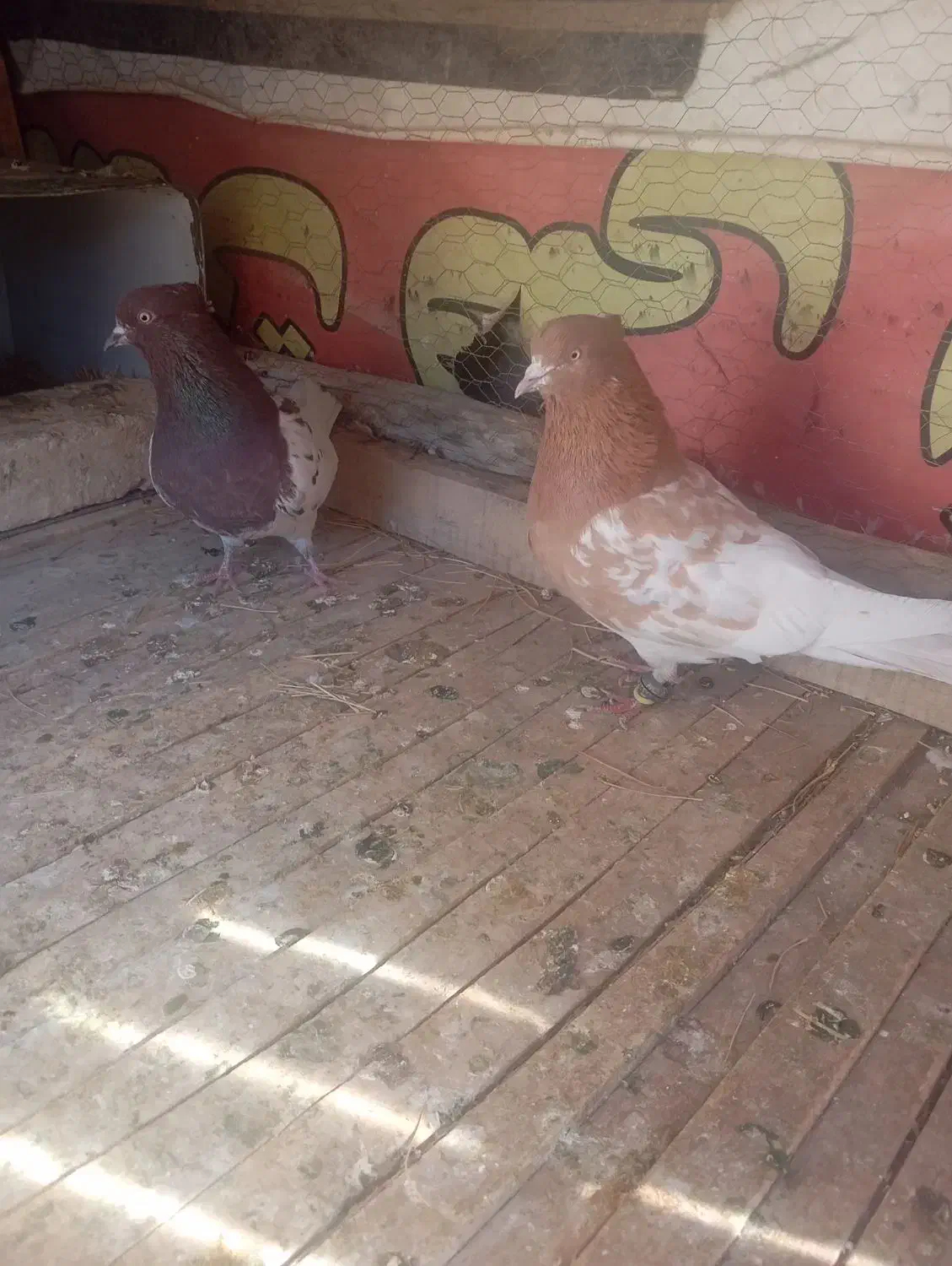 کبوتر|پرنده|باغ بهادران, |دیوار