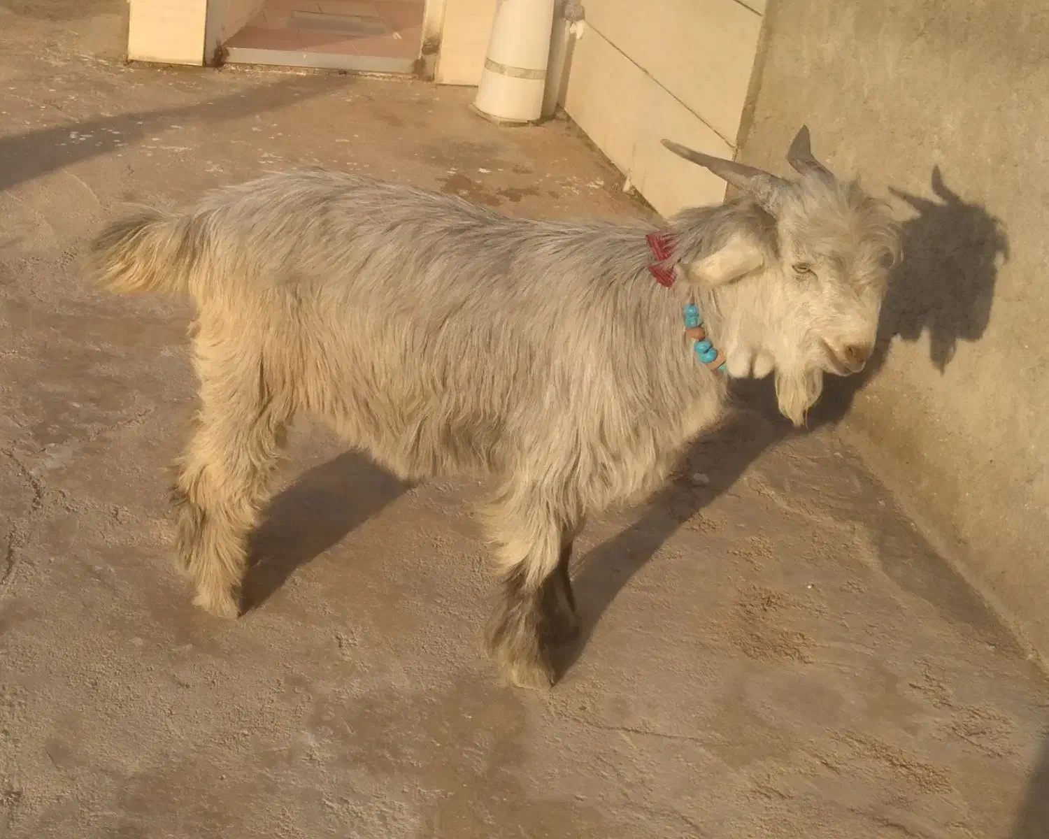 فروش دوبری|حیوانات مزرعه|ایذه, |دیوار