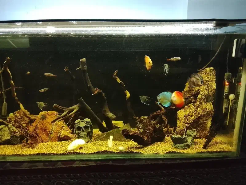 ماهی دیسکس و لوچ دلقک|ماهی|مشهد, شهید بهشتی|دیوار