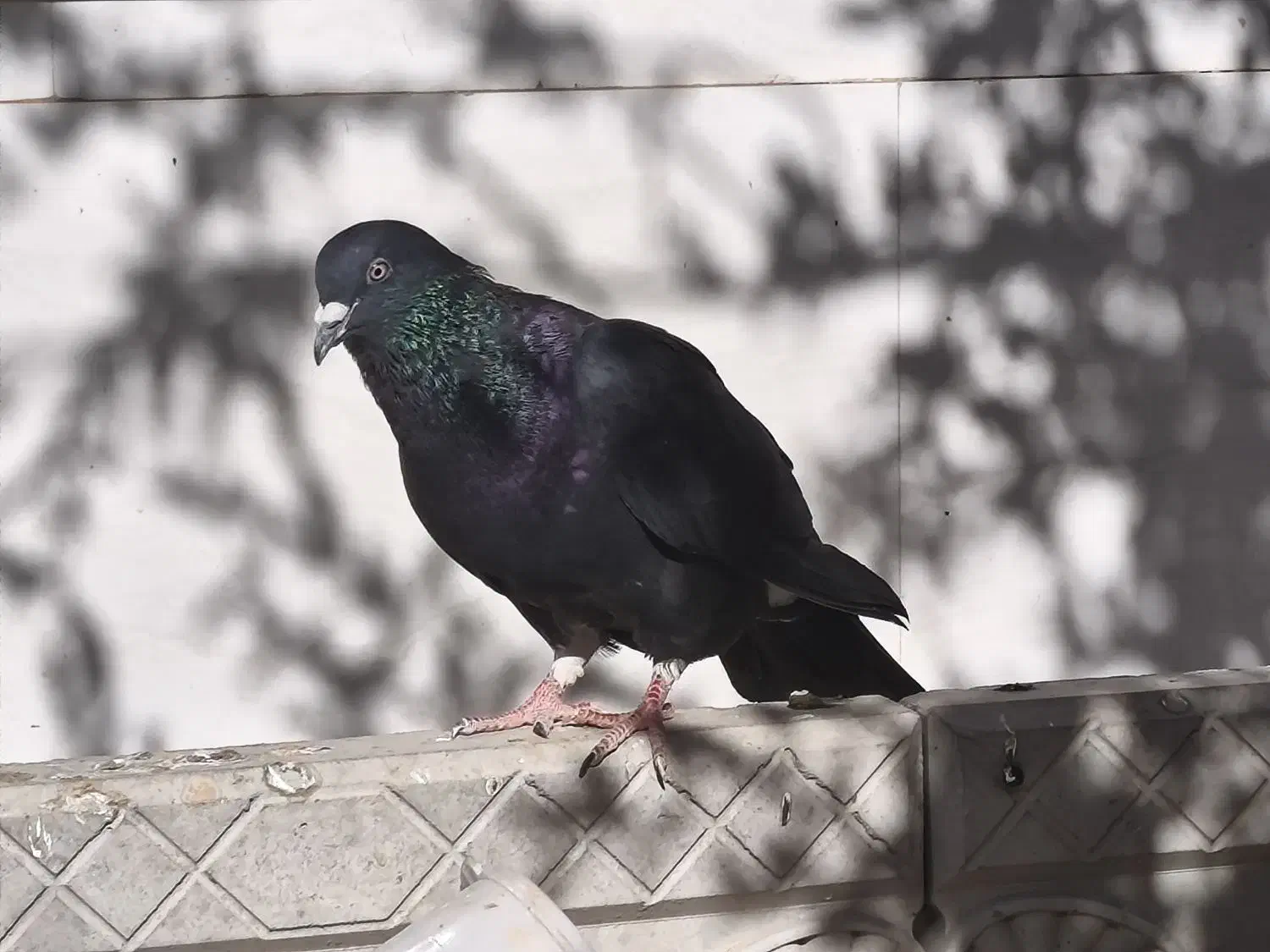 کبوتر زاغ نر قلدر جوون|پرنده|جوین, |دیوار