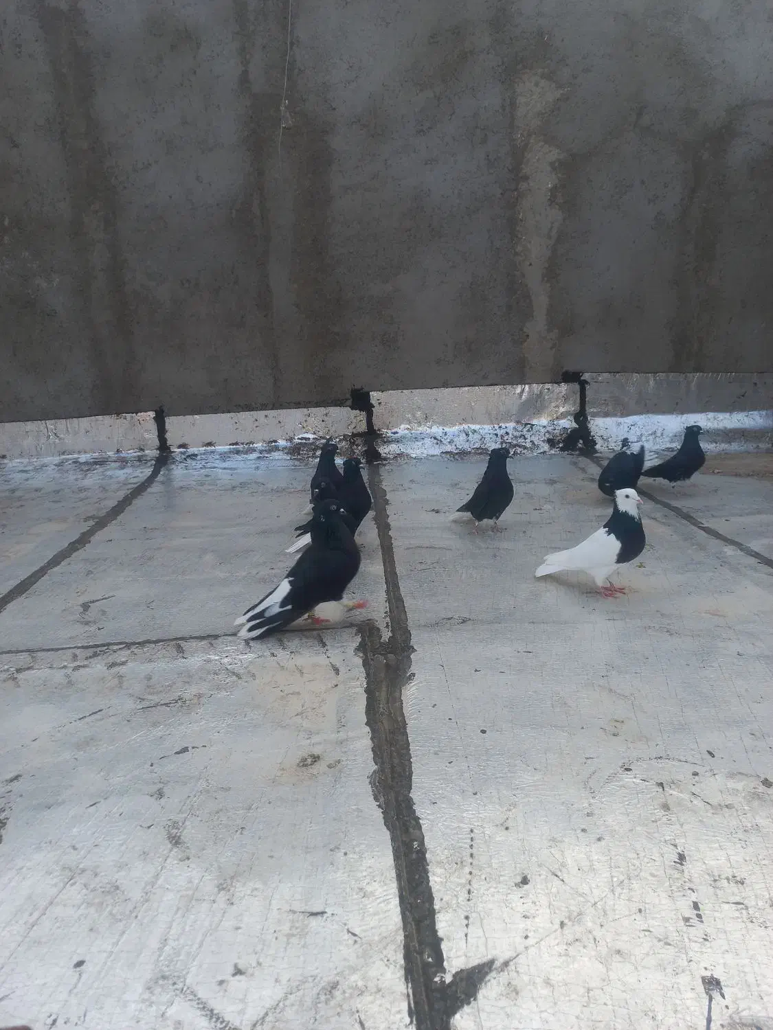 کبوتررنگی|پرنده|بوئین زهرا, |دیوار