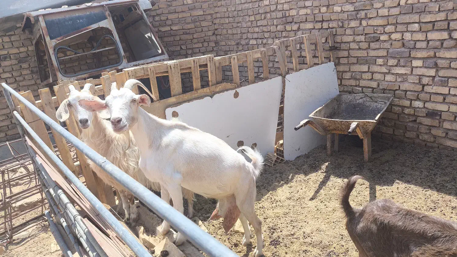 بز و کره درجه یک|حیوانات مزرعه|میبد, |دیوار