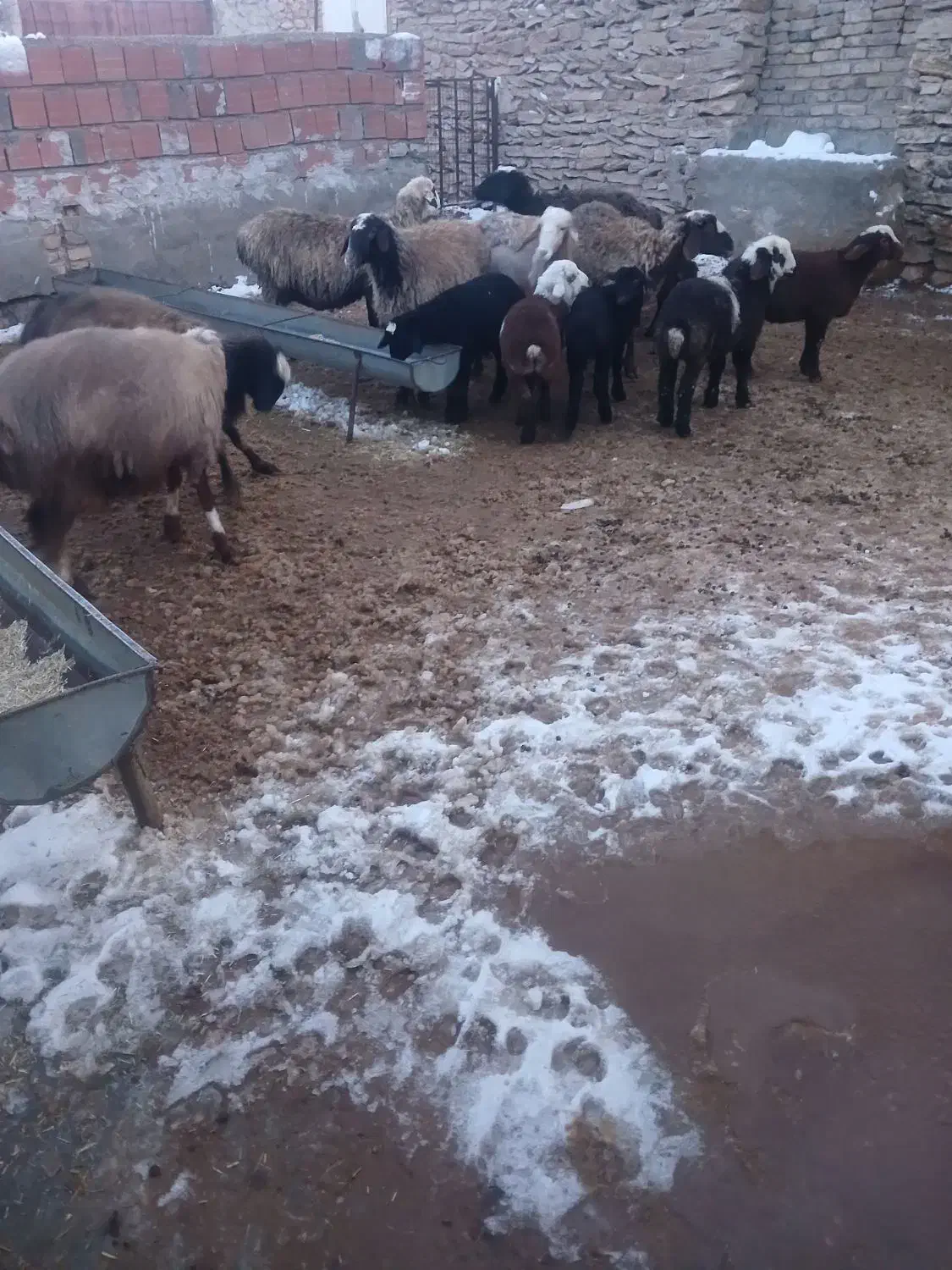 گوسفند زایده|حیوانات مزرعه|فاروج, |دیوار