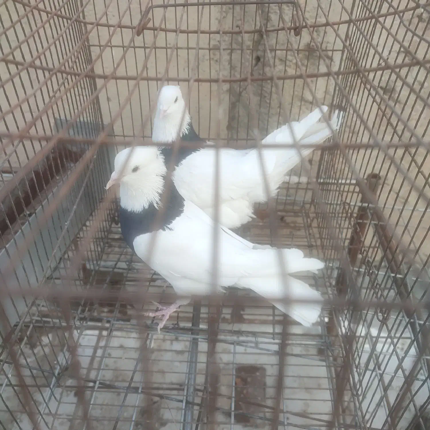 کبوتر طوقی|پرنده|نجفآباد, کهریزسنگ|دیوار