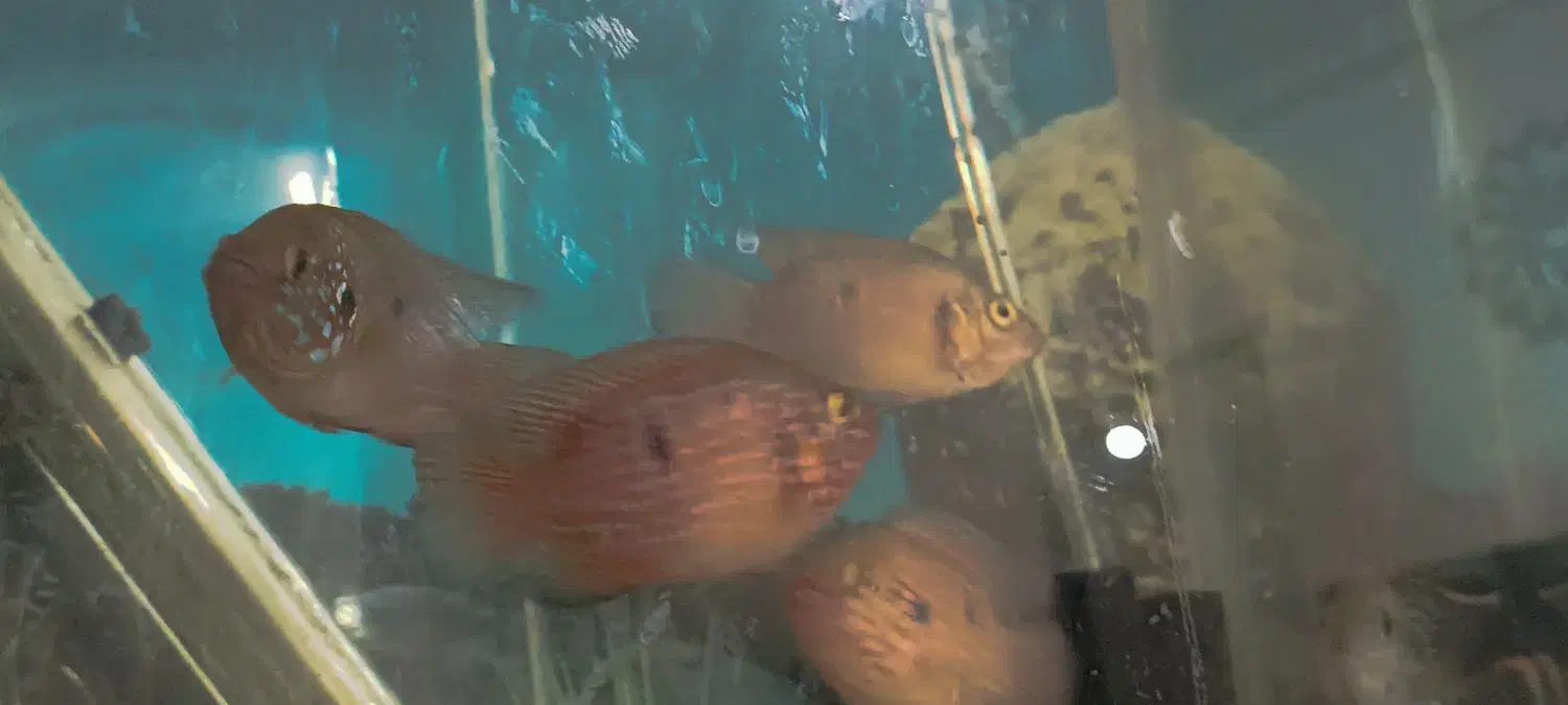 ماهی گوشتخوار|ماهی|سلماس, |دیوار