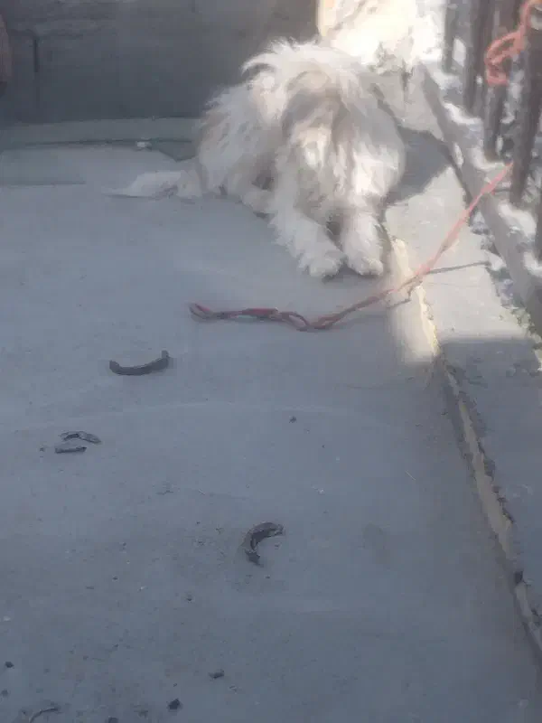 پاپی نر|سگ|فلاورجان, |دیوار