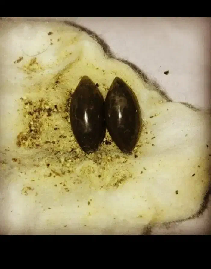 تسبیح|بدلیجات|شیراز, حومه شیراز|دیوار