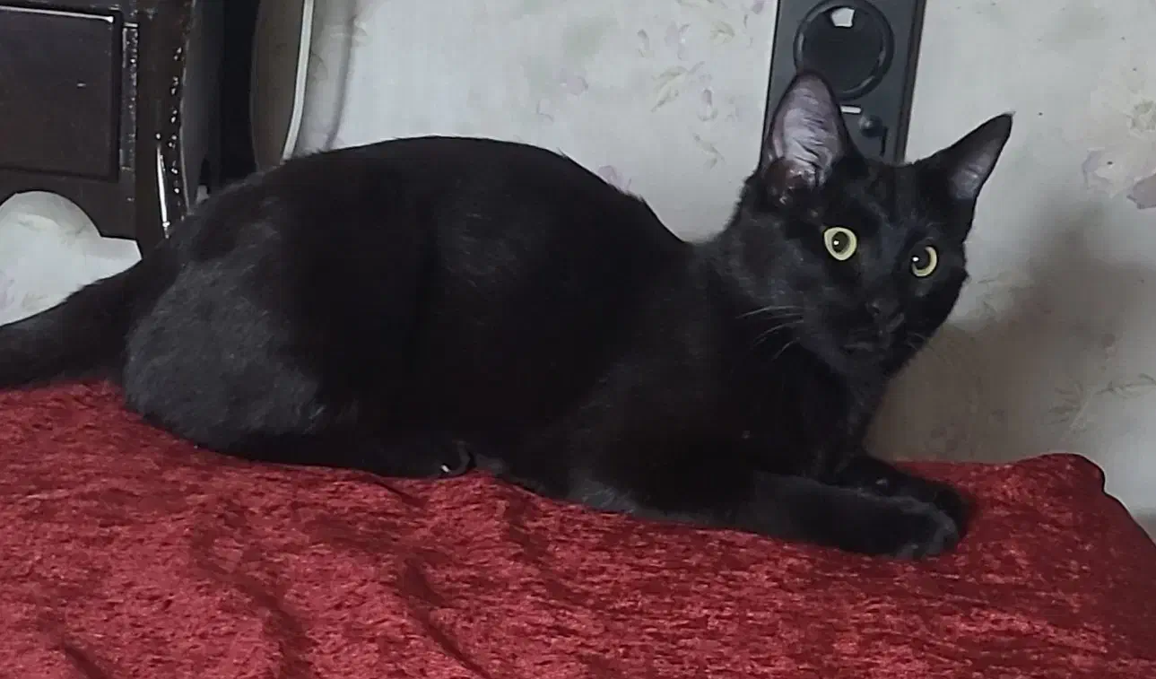 گمشده|گربه|سمنان, |دیوار