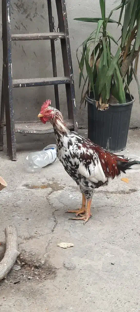 خوروس|حیوانات مزرعه|تهران, شهرک زینبیه|دیوار