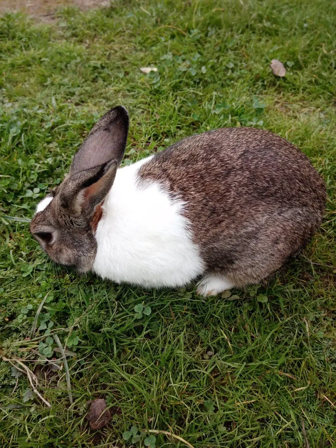 خرگوش نر|موش و خرگوش|آستانه اشرفیه, |دیوار