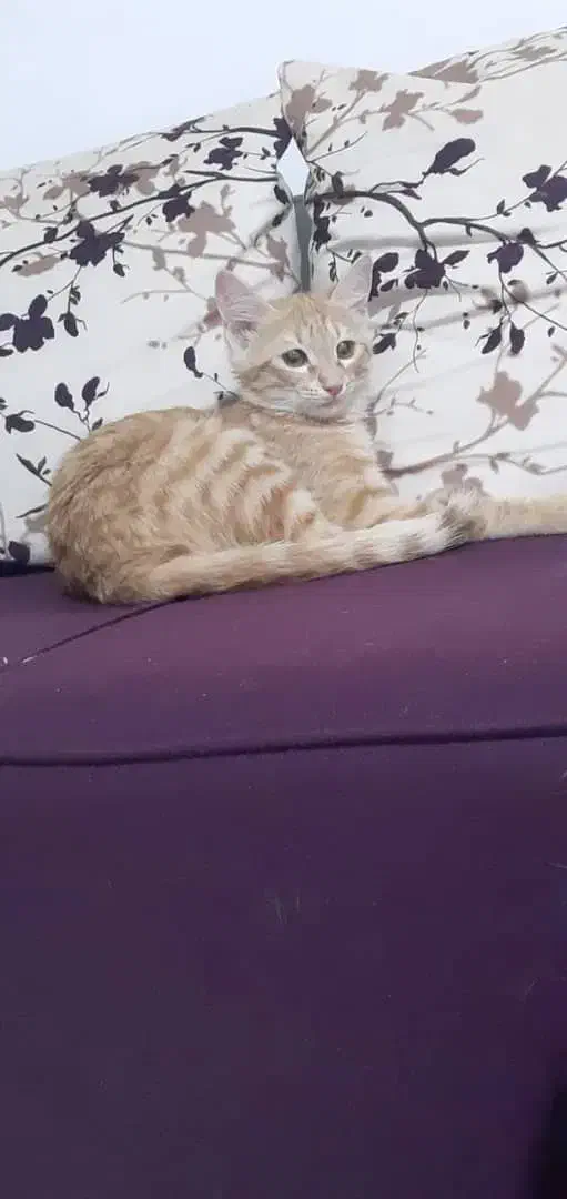 گربه گم شده|حیوانات|پرند, فاز ۵|دیوار