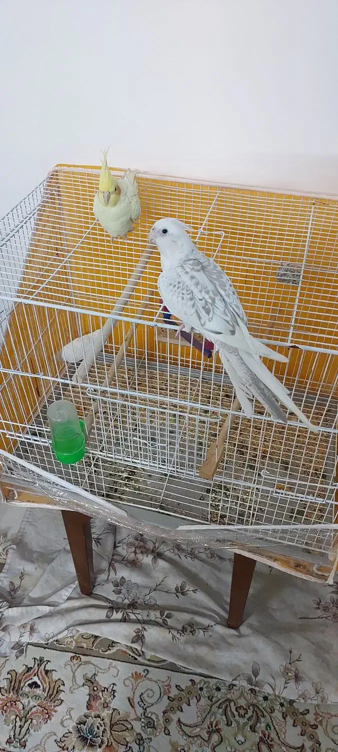 فروش یک جفت عروس هلندی|پرنده|تربت‌حیدریه, آبشار|دیوار