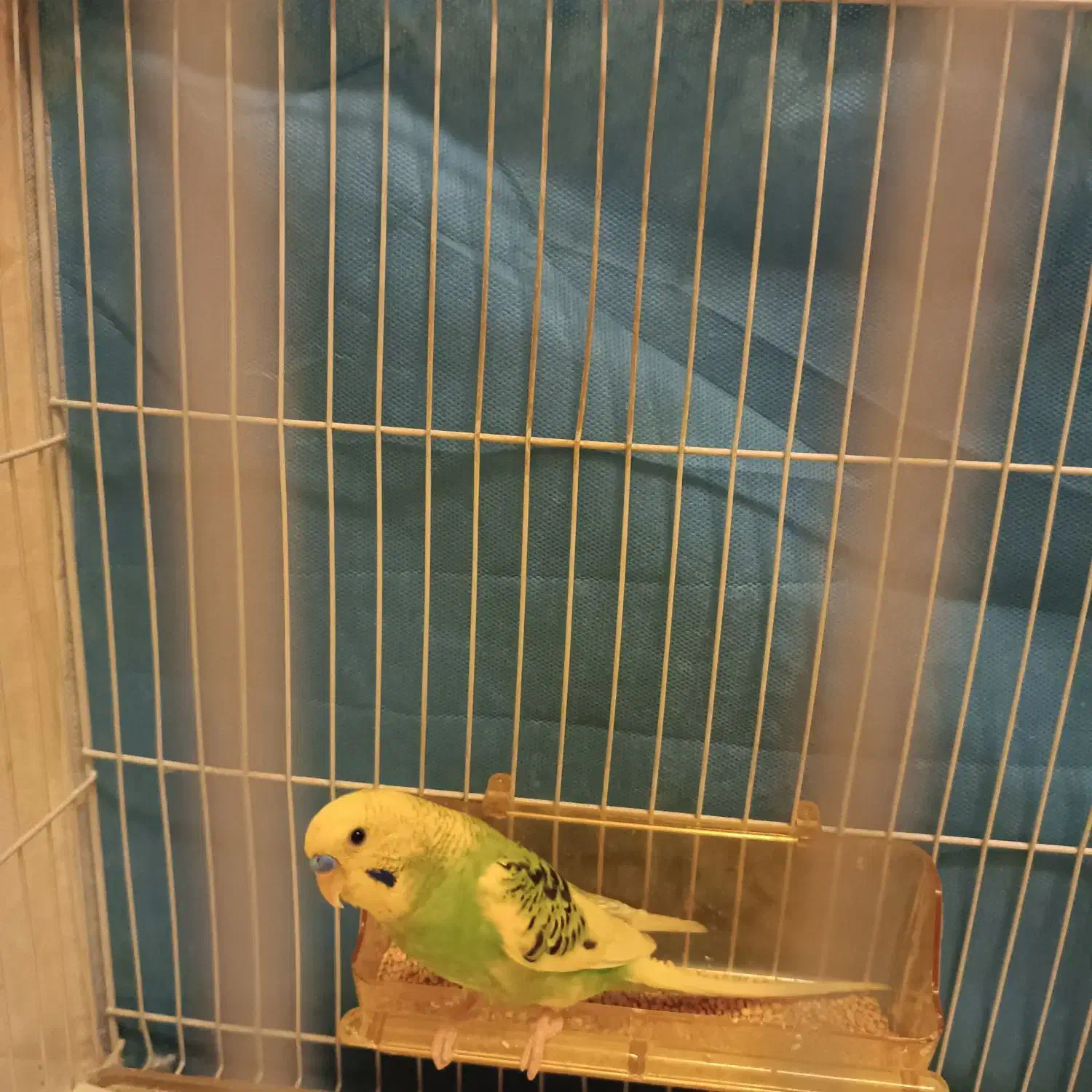 مرغ عشق سالم|پرنده|مشهد, الهیه|دیوار