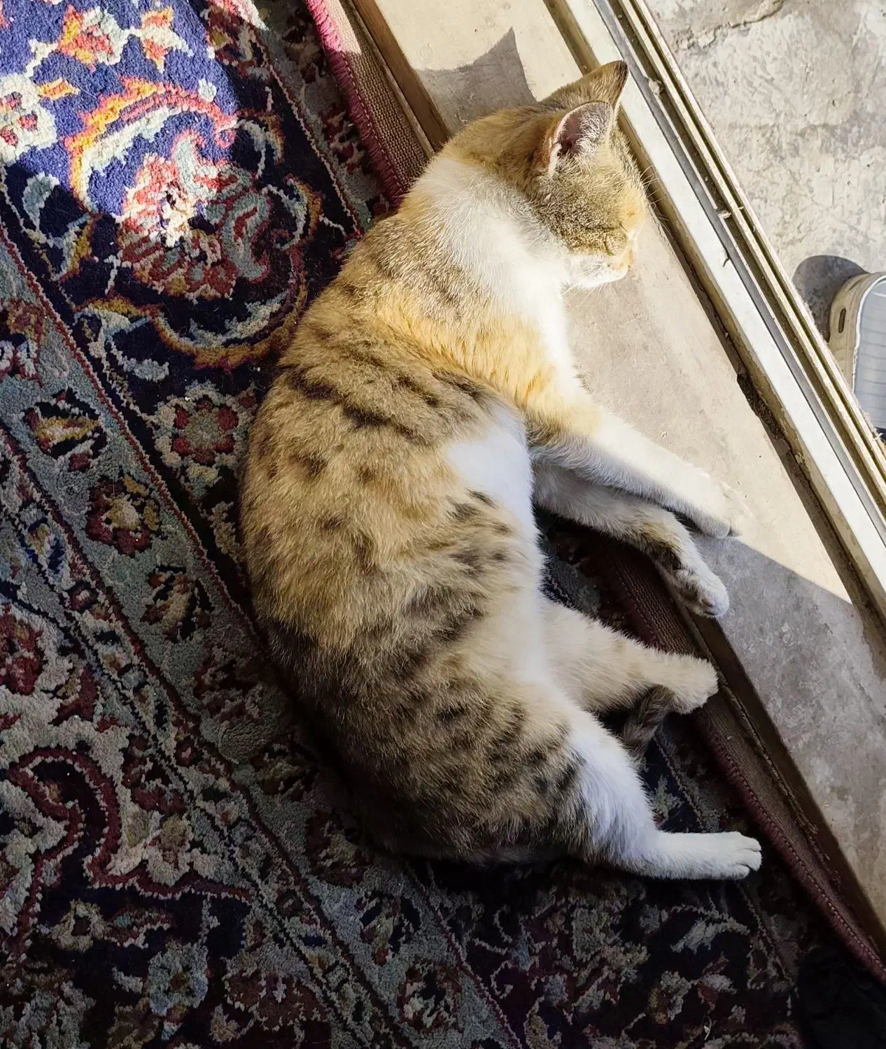 واگذاری رایگان گربه|گربه|قدس, شهرقدس|دیوار