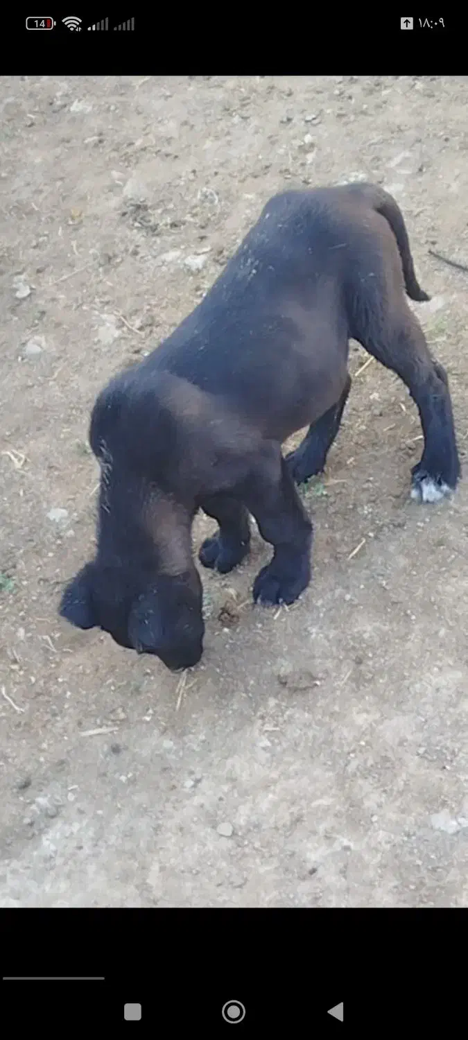 توله سه ماهه نر|سگ|تبریز, |دیوار