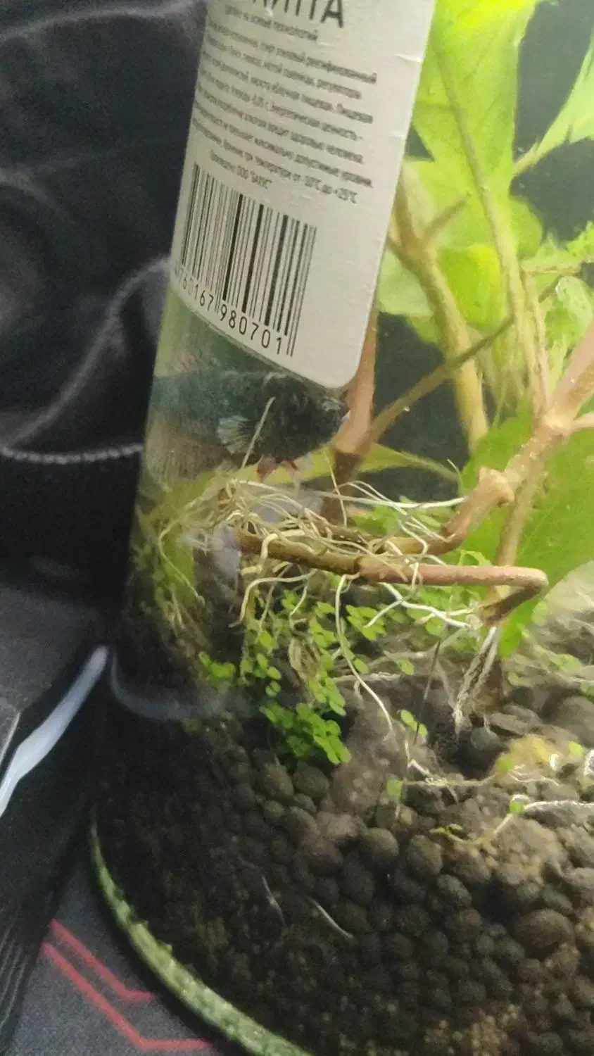 پلنت|ماهی|تهران, جوادیه تهرانپارس|دیوار