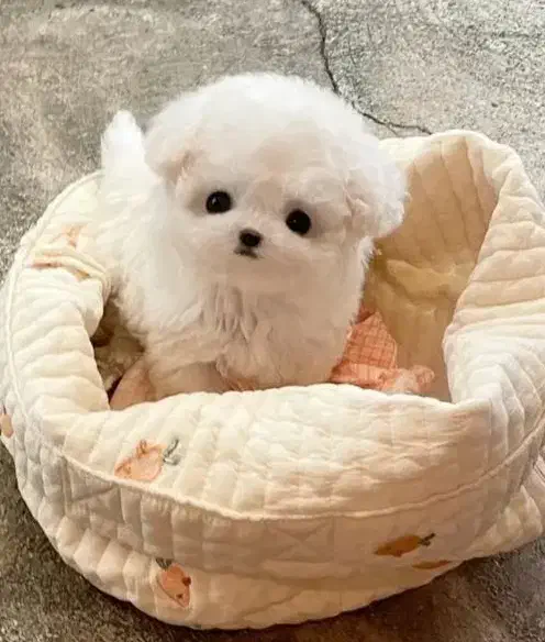 توله پشمالو دو ماهه|سگ|تهران, جنتآباد مرکزی|دیوار