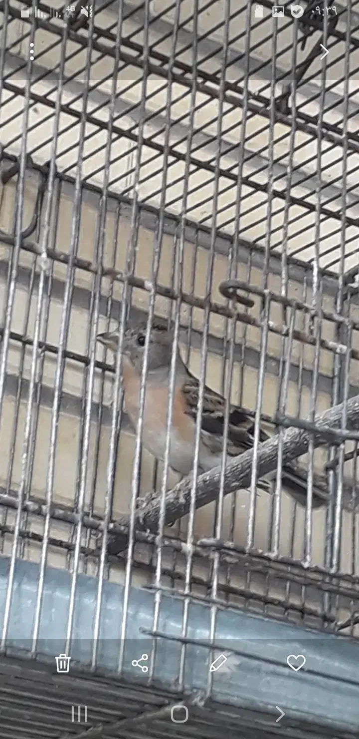 سهره|پرنده|مبارکه, |دیوار