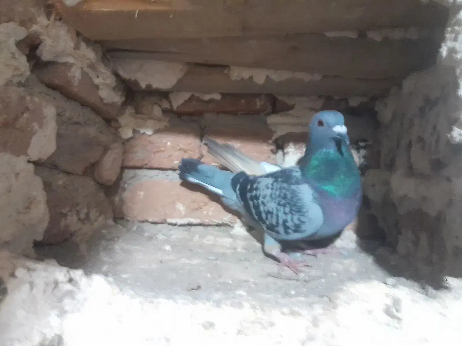 کبوتر|پرنده|اردبیل, |دیوار