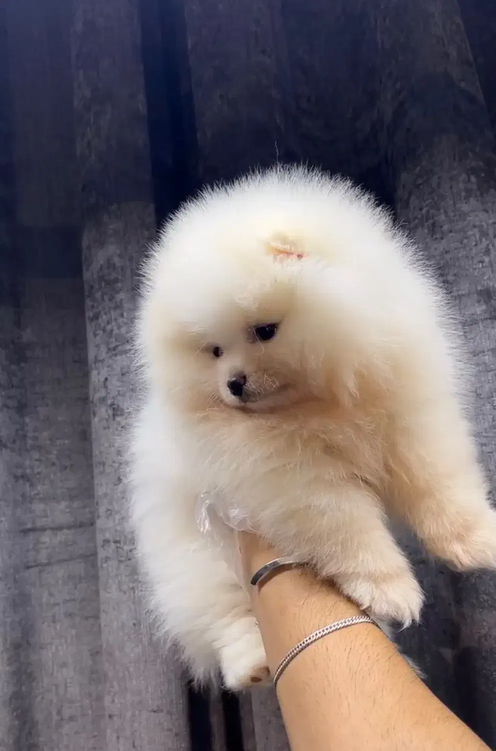 سگ پامر نر خرسی وارداتی میکروچیپ دار|سگ|تهران, پاسداران|دیوار