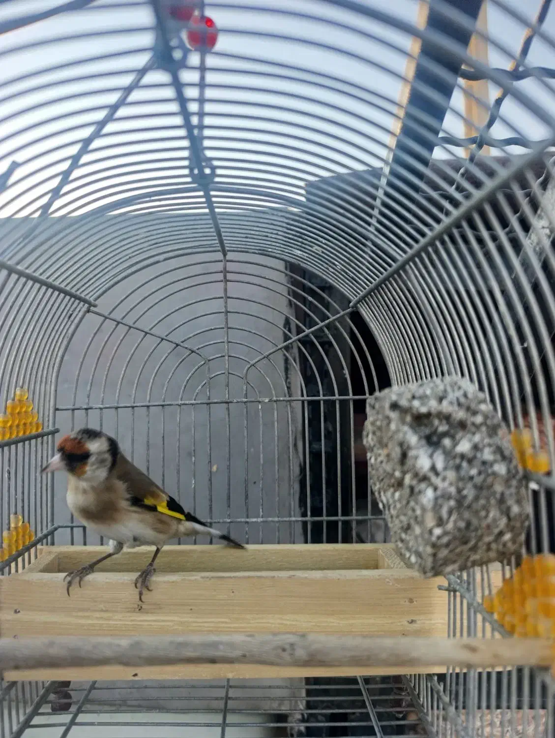 سهره دورگ سرسیاه|پرنده|فسا, |دیوار