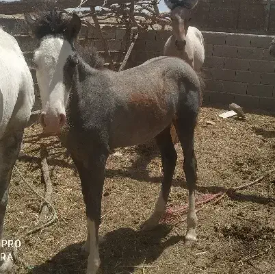 اسب خوش تیپ|اسب و تجهیزات اسب‌سواری|گلی داغ, |دیوار