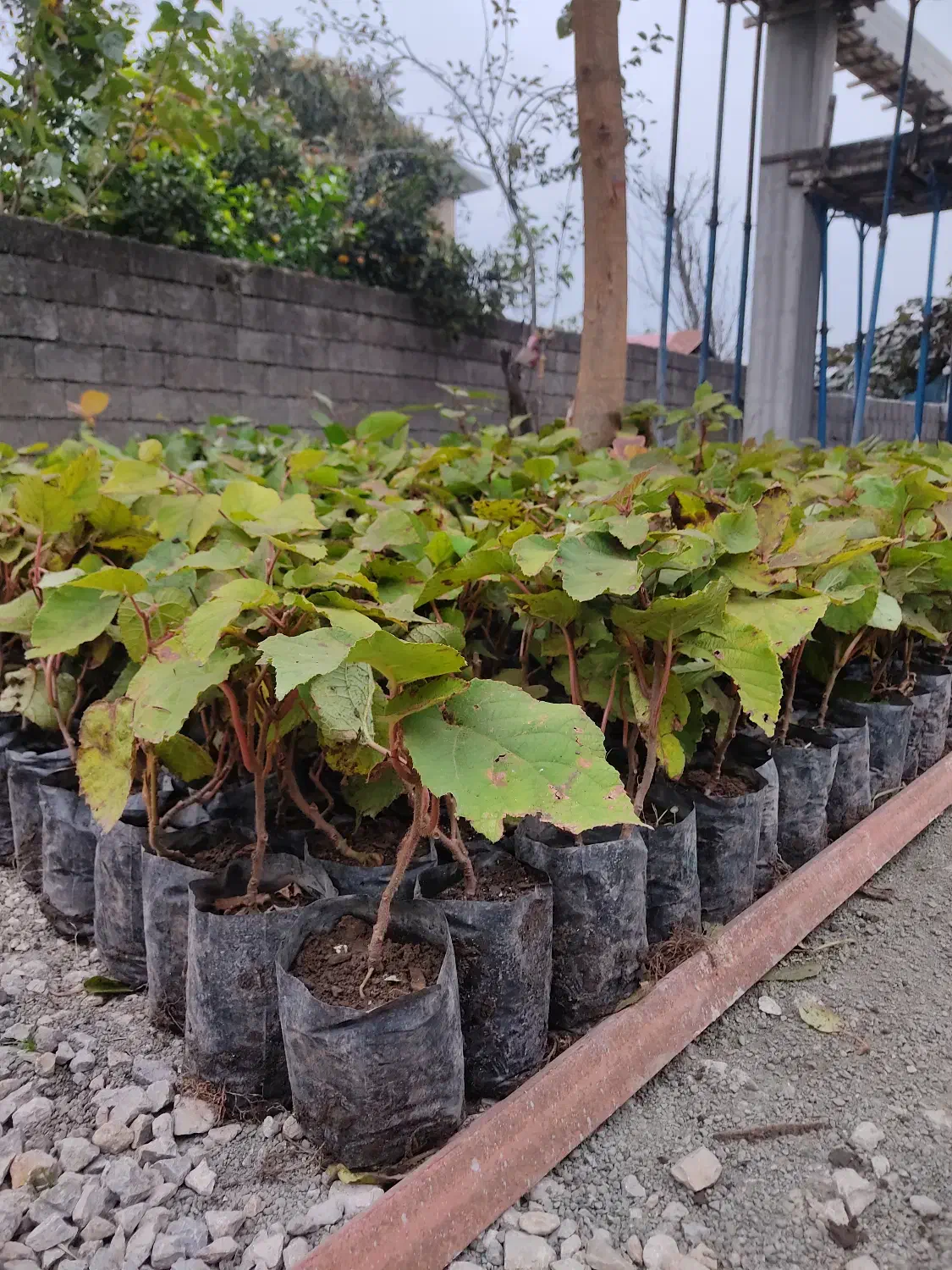 نهال کیوی هایوارد طلایی|گل و گیاه طبیعی|لیسار, |دیوار