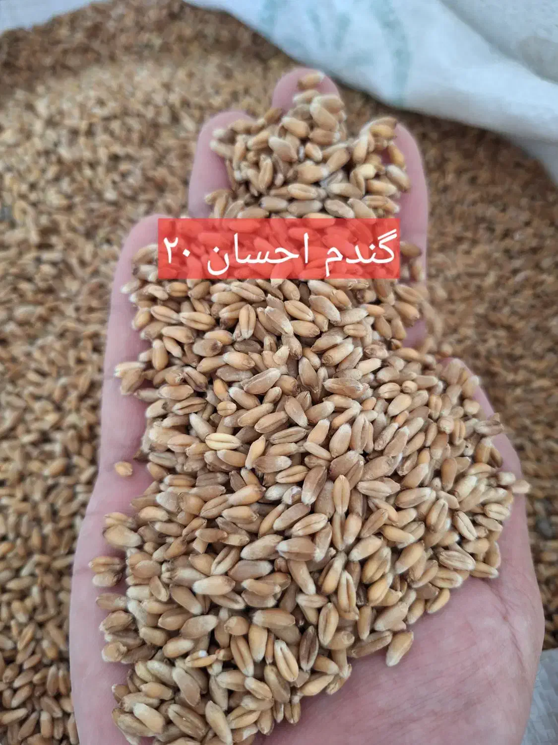 گندم بذر احسان و تکتاز بوجار شده و آماده کشت.|خدمات باغبانی و درختکاری|آق قلا, |دیوار