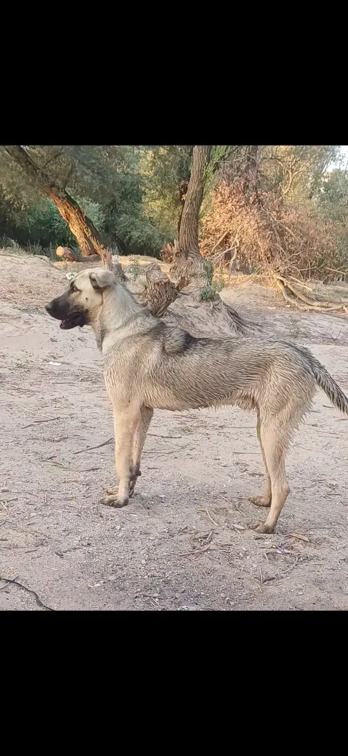 گمشده در کشاورز|حیوانات|کشاورز, |دیوار