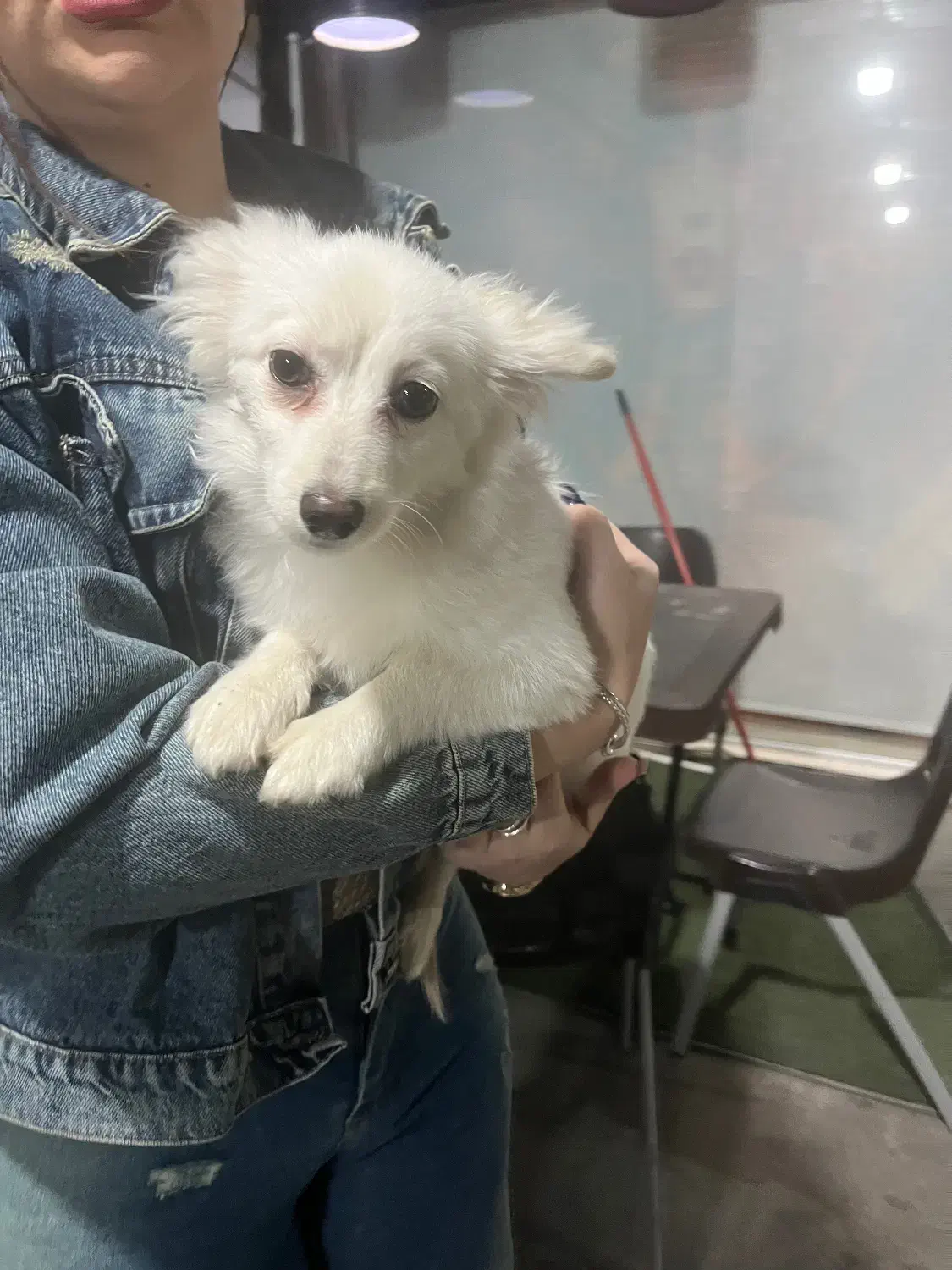 سگ پامر اشپیتز|سگ|اسلام‌شهر, شهرک واوان|دیوار