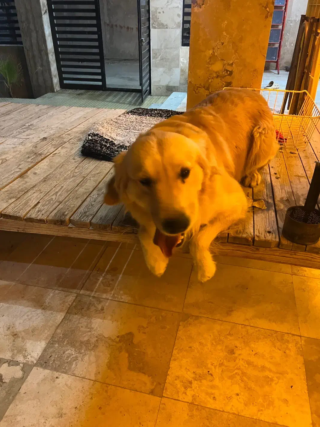 فروش|سگ|رباطکریم, انجم آباد|دیوار