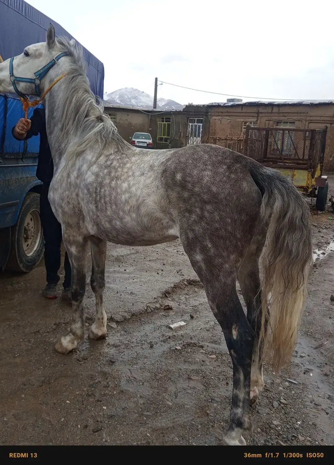 اسب نریون|اسب و تجهیزات اسبسواری|پیرانشهر, |دیوار